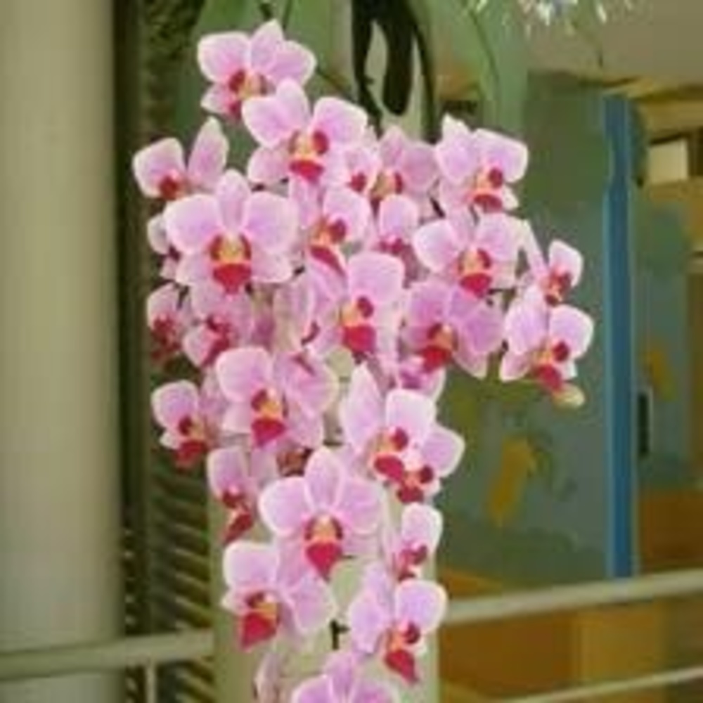 Meet your Posher, Eshrat